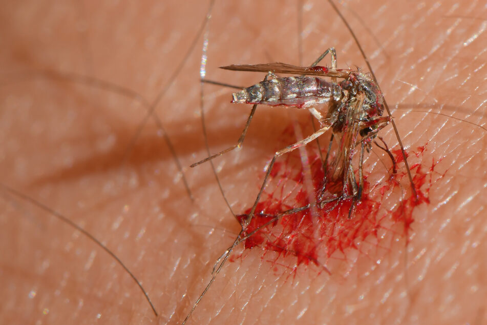 In diesem Sommer besonders nervig: Die Deutschen beklagen sich über Mückenstiche.