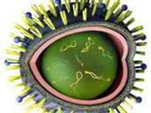 Influenzaviren: Die Antigene (gelbe und blaue Antennen) basieren auf einer doppelten Fettschicht, die das genetische Material im Inneren umgibt.  Wenn verschiedene Arten von Viren miteinander vermischt werden, entsteht neues genetisches Material und damit Antigene.