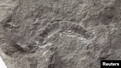 Ein Fossil eines 425 Millionen Jahre alten Tausendfüßlers namens Kampecaris obanensis, der in Schottland ausgegraben wurde, ist auf diesem undatierten Foto zu sehen, das am 27. Mai 2020 an Reuters weitergegeben wurde. British Geological Survey / Document via REUTERS