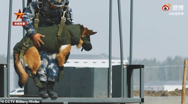 Deutscher Schäferhund dient der chinesischen Luftwaffe und wird zum Fallschirmjäger ausgebildet