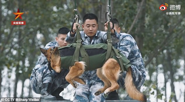 Die chinesische Volksbefreiungsarmee hofft, dass die Ausbildung von Fallschirmjägern bei Hunden es ihnen ermöglichen könnte, Soldaten und Militärhunde während spezieller Operationen schnell in bestimmte Gebiete zu bringen.