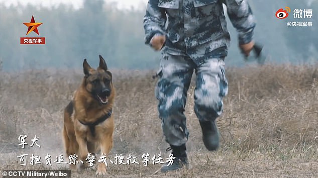 Die PLA verlässt sich bei einer Vielzahl von Aufgaben auf ihre Militärhunde, einschließlich Verfolgung, Alarmierung und Rettung
