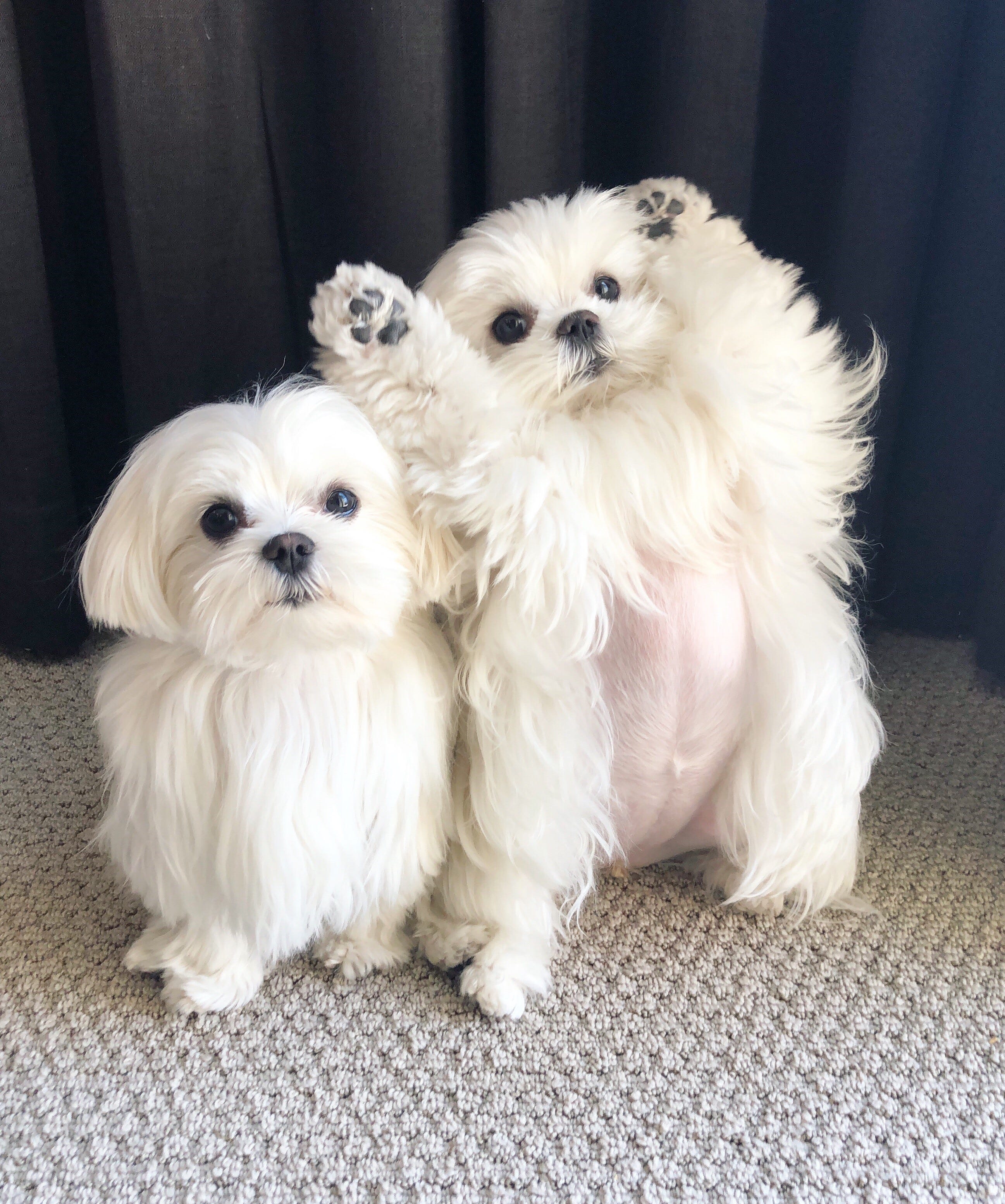 Coco aus Scottsdale (rechts) und sie "Schwester" Die Cici sind registrierte Therapiehunde, die wöchentlich im Phoenix Children's Hospital arbeiten.  Sie haben über 270.000 Instagram-Follower mit ihrem Konto @cocothemaltesedog angezogen "dicke Bäuche" und dumme Posen.