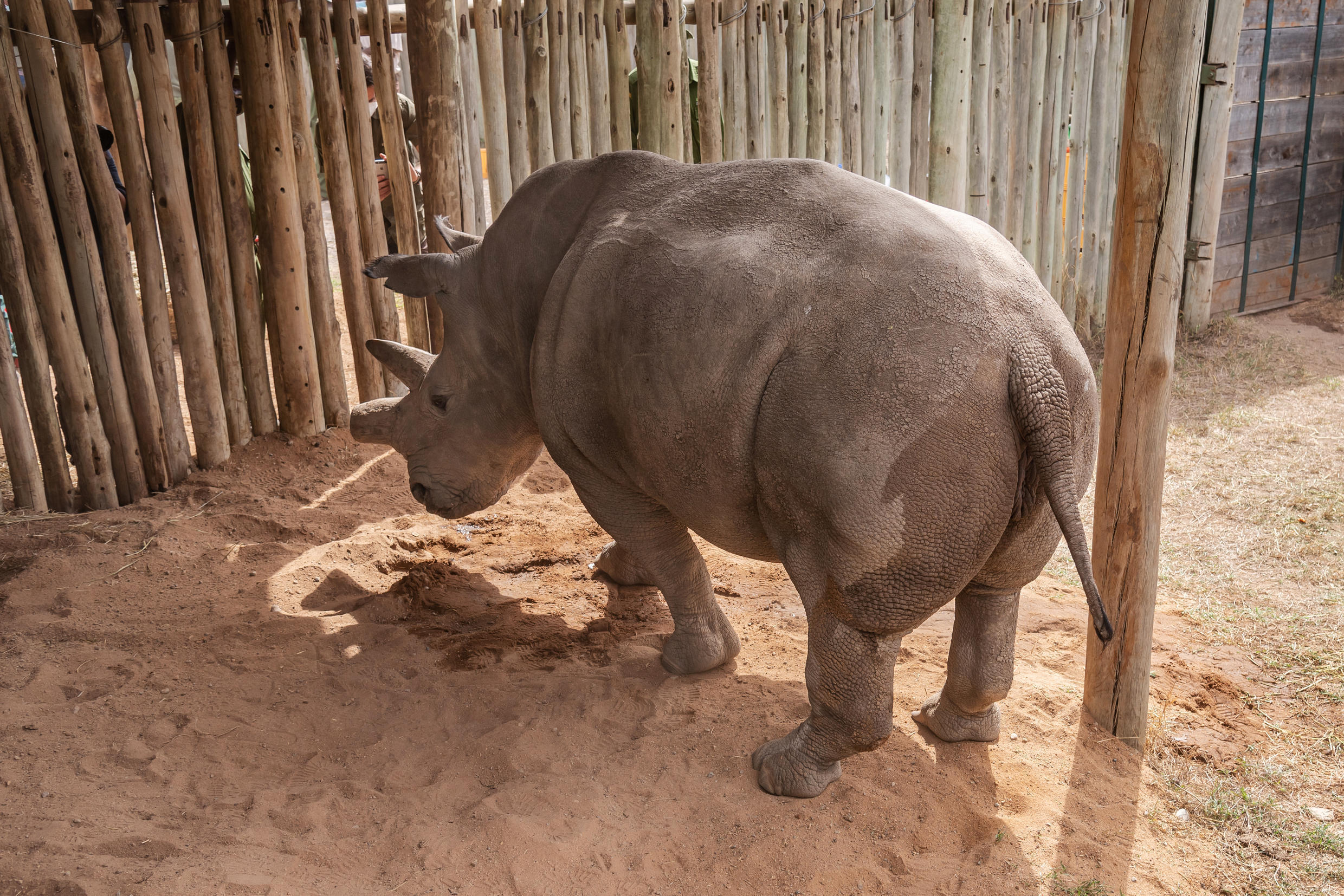 Fatu, eines der letzten beiden weißen Nashörnerinnen