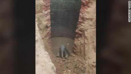 Elefantenbaby nach Sturz in 9 Meter tiefen Brunnen gerettet