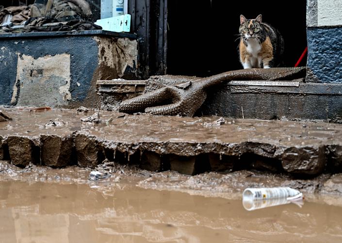 Eine Katze begutachtet am Donnerstag den Schaden an einer überfluteten Straße in Bad Münstereifel. 
