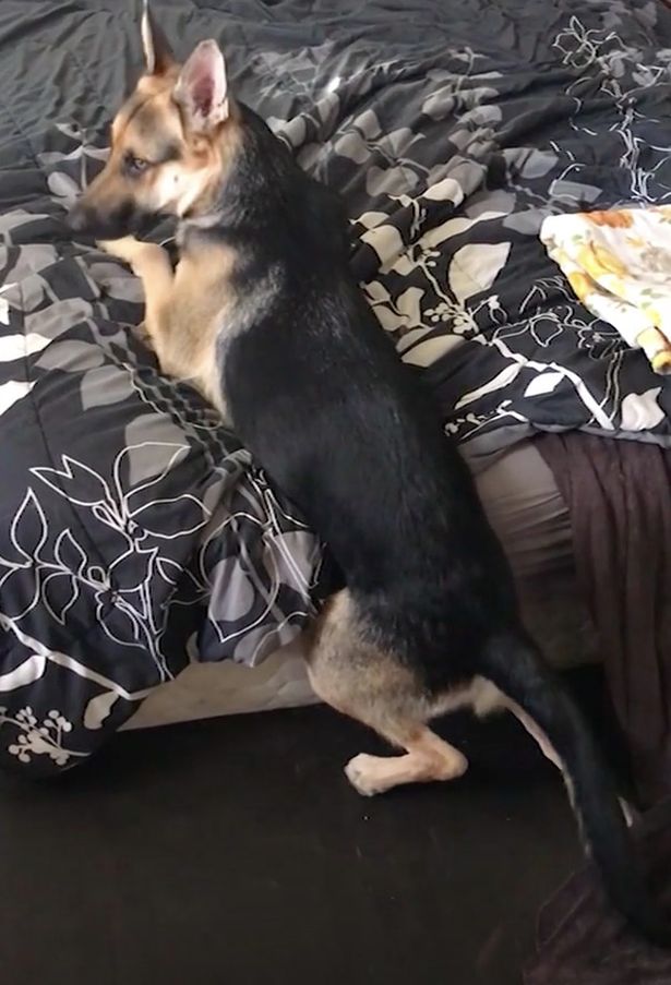 Der Deutsche Schäferhund hängt am Bett
