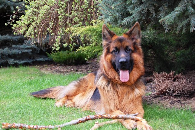 Scientists find cause of swallowing disorder in German shepherds