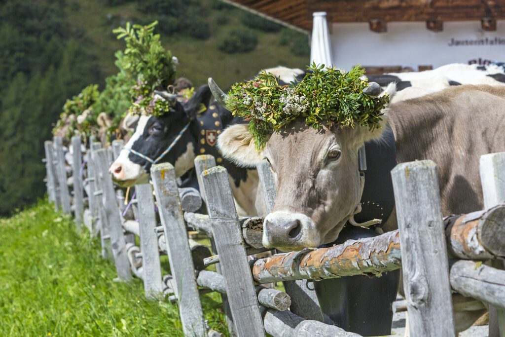Kühe, Almabtrieb, Bayerische Alpen.
