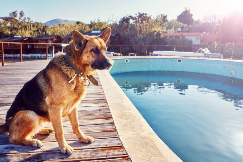 Ein Deutscher Schäferhund, der am Pool sitzt.