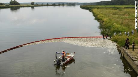 Die Fische werden am Samstag aus einem mobilen Fangbecken in der Oder entfernt.