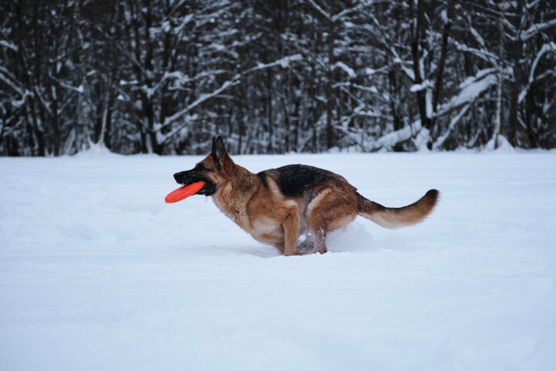 Deutscher Schäferhund im Schnee 