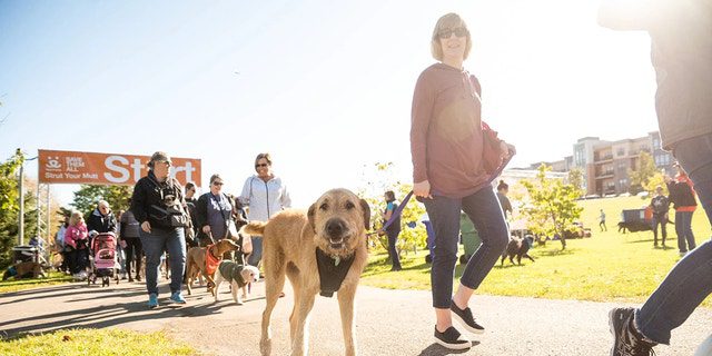 Ein Hund und sein Besitzer nehmen am Spendenlauf Strut Your Mutt der Best Friend Animal Society teil.