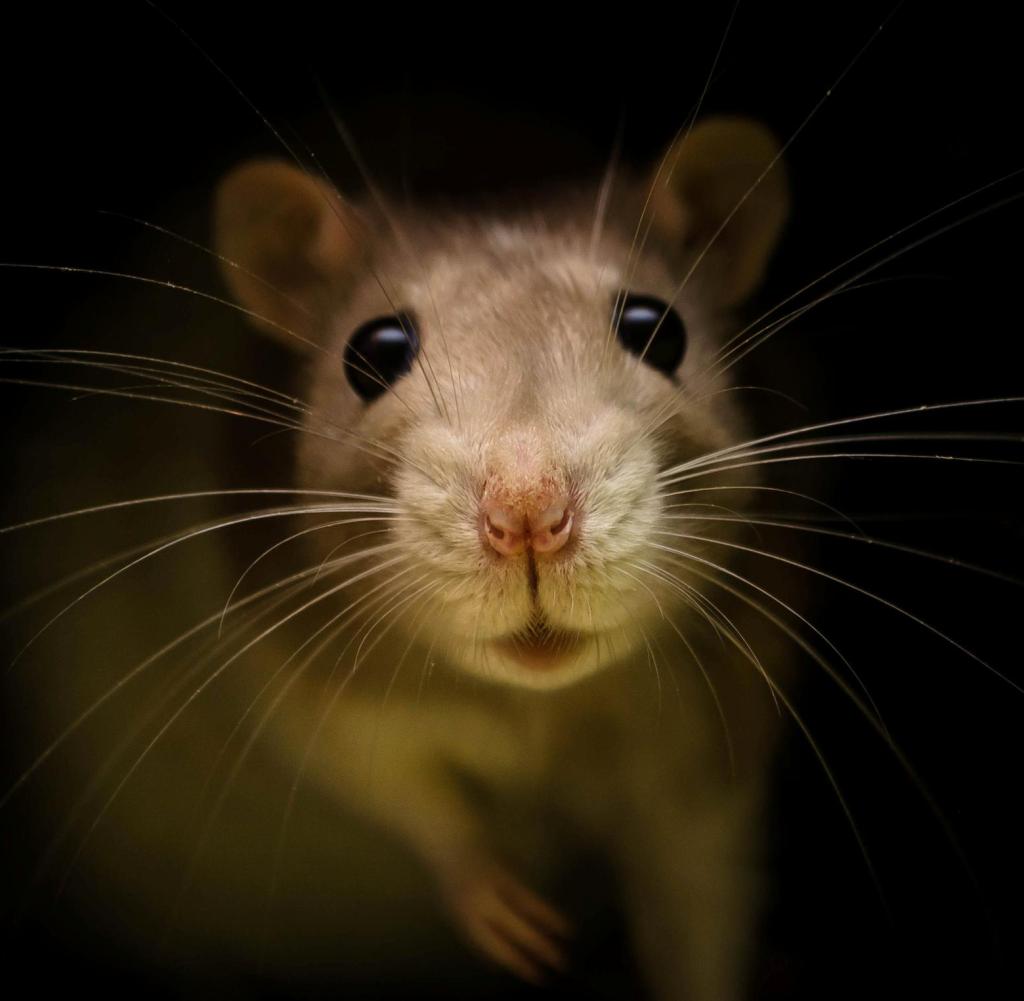 Ratten sind Vektoren für mehr als ein Dutzend Arten von zoonotischen Viren