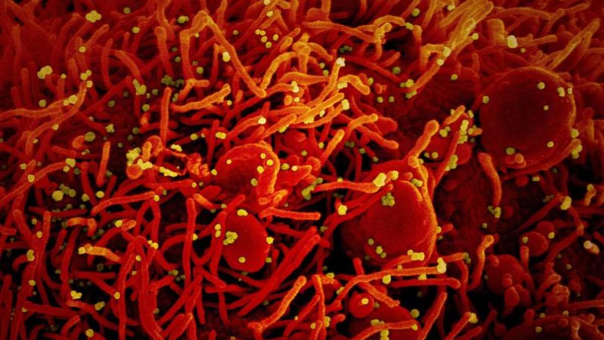 Corona: Die Blutgruppe beeinflusst das Infektionsrisiko