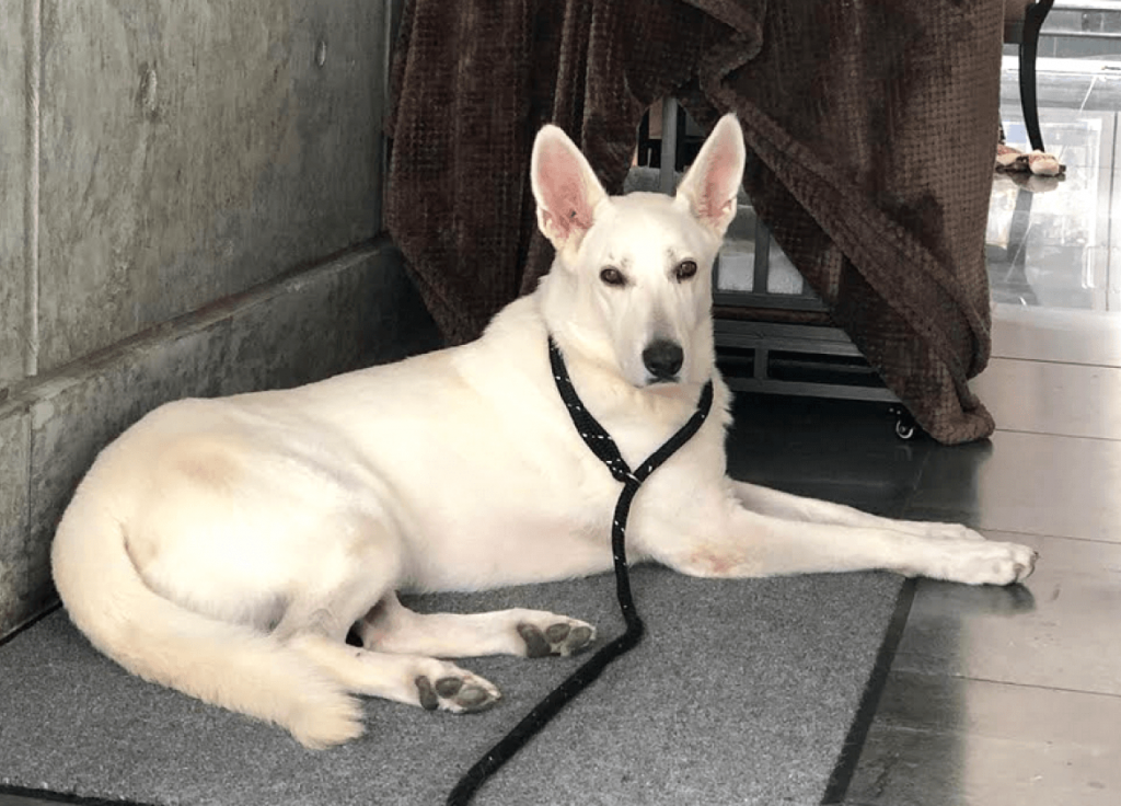 Santo, ein junger deutscher Schäferhund, wird sich in einem dauerhaften Zuhause verbinden und gedeihen
