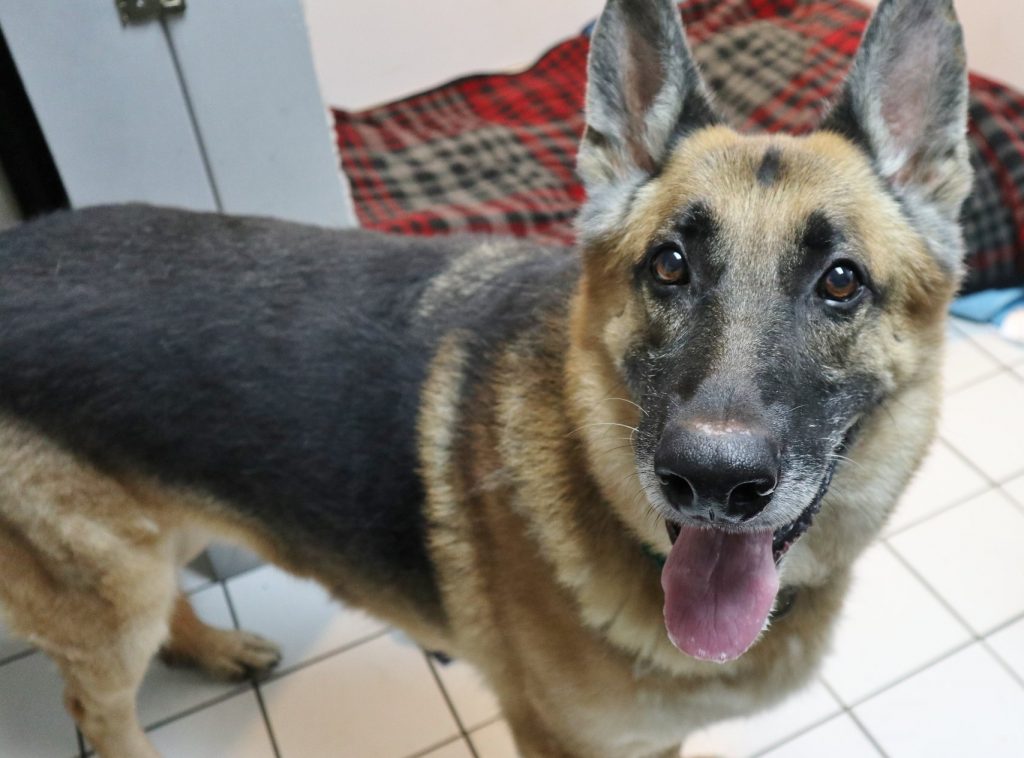 Deutscher Schäferhund auf der Suche nach einer Familie, mit der er die Ferien verbringen kann - Shore News Network