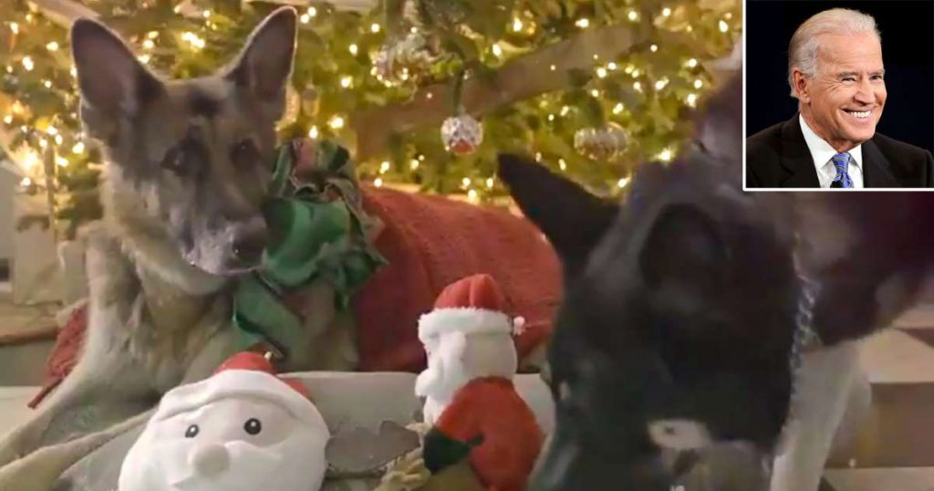 Die Deutschen Schäferhunde des gewählten Präsidenten Joe Biden sind in einem entzückenden Weihnachtsvideo gegensätzliche Gegensätze