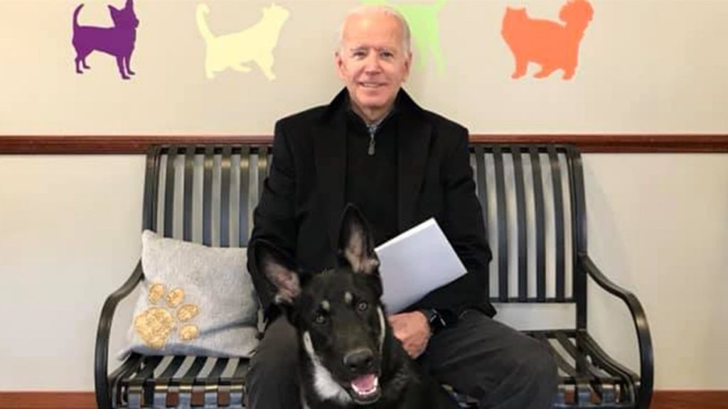 Joe Bidens Deutscher Schäferhund Major wird der erste Rettungshund des Weißen Hauses - NBC Boston