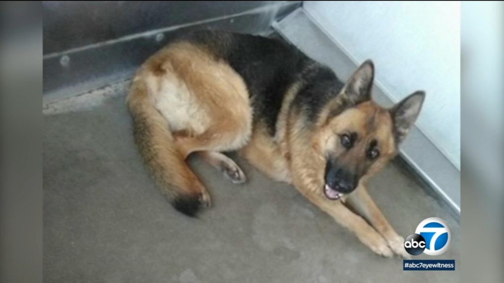 'Save Sheba' - Aktivisten versuchen, den Deutschen Schäferhund in Running Springs zu retten
