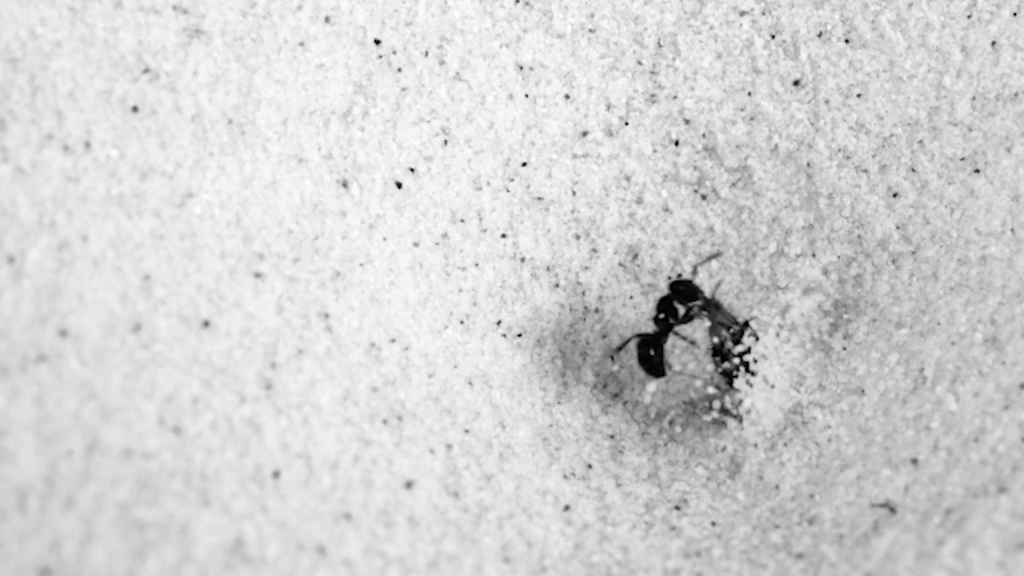 Wie gefräßige Ameisenbären tödliche Sandfallen schaffen  Wissenschaft