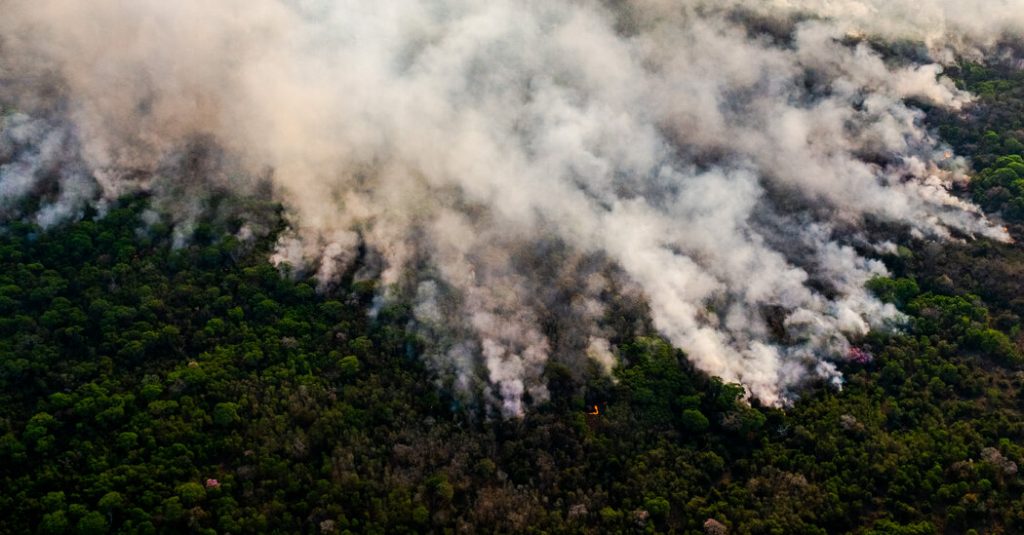 Die Zerstörung der Tropenwälder beschleunigte sich im Jahr 2020