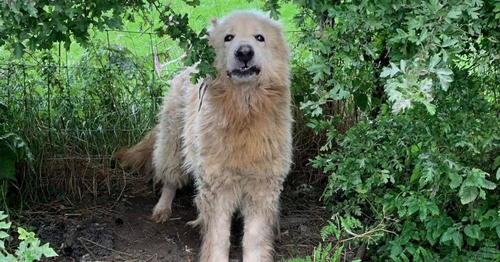 Verängstigter deutscher Schäferhund, der von einem herzlosen Besitzer an einen Zaun neben einer belebten Straße gebunden wurde