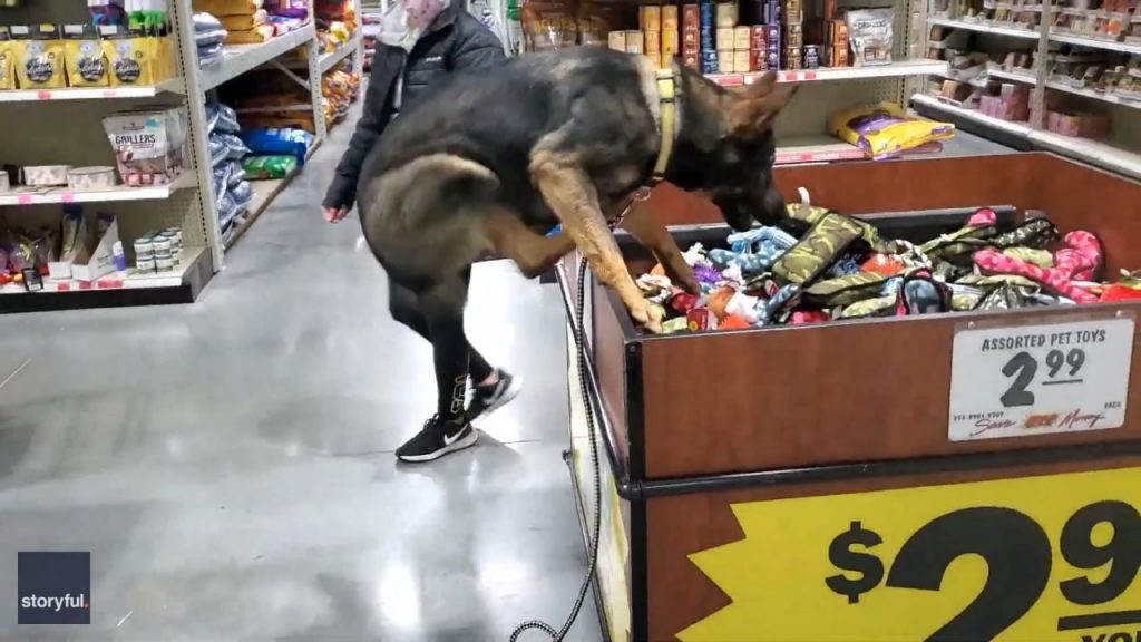 Aufgeregter deutscher Schäferhund springt in den Spielzeugkorb des Ladens