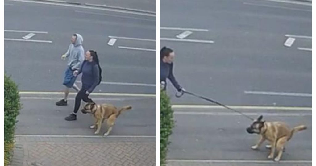 Der Rat jagt die Besitzer, nachdem der elsässische Hund mitten auf dem Bürgersteig in Slough Unordnung hinterlassen hat