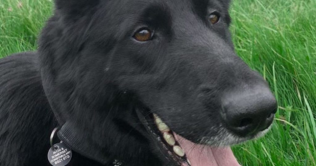 Deutscher Schäferhund mit dem Zug getroffen und getötet wurde Devon und Cornwall Polizeihund
