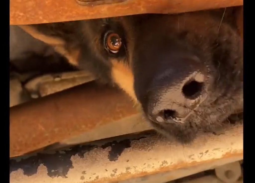 Die Ersthelfer von Lufkin retten den unter einem Lastwagen gefangenen Deutschen Schäferhund