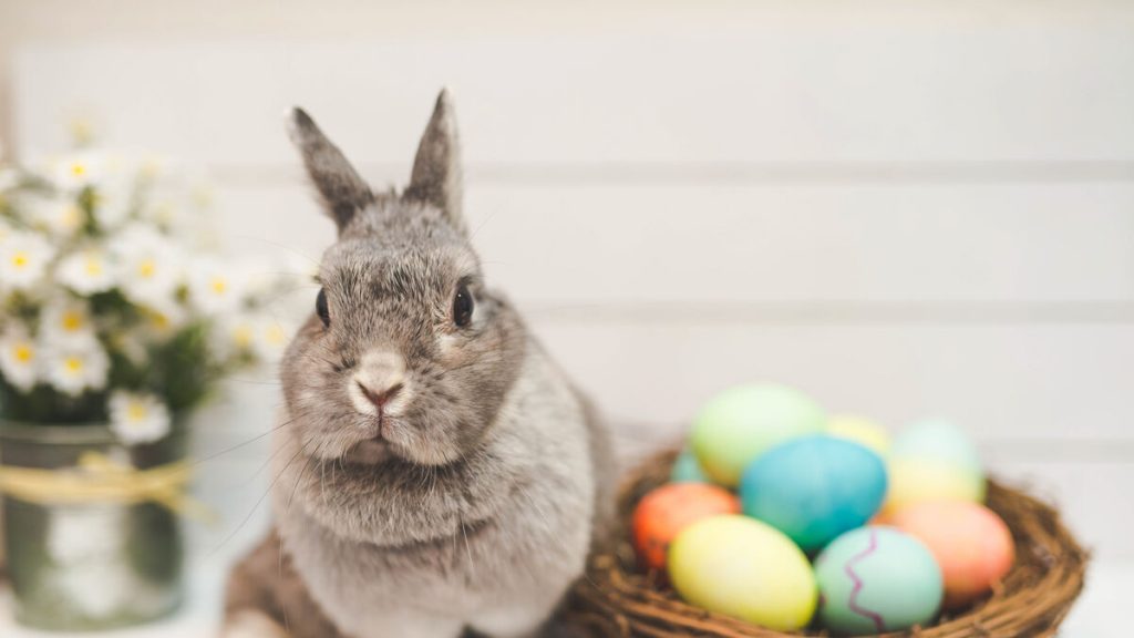 Die Ursprünge des Osterhasen und warum Kaninchen großartige Haustiere sind