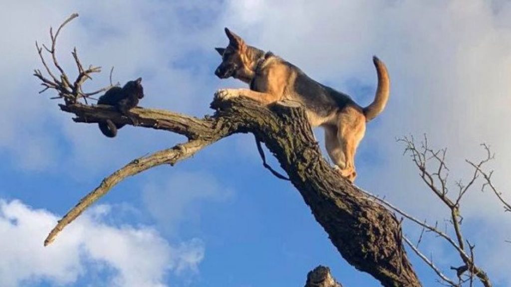 Feuerwehrleute retten Schäferhund, der im Baum steckt, nachdem er Katze gejagt hat