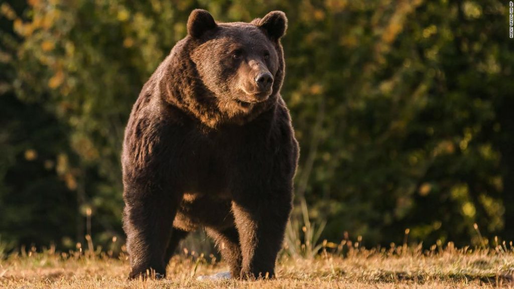 Prinz von Liechtenstein beschuldigt, einen der größten Bären Europas getötet zu haben