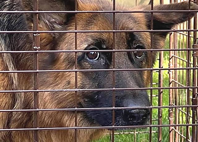 Behörden untersuchen alarmierende Entdeckung ausgesetzter Deutscher Schäferhunde in Bergen, Passaic