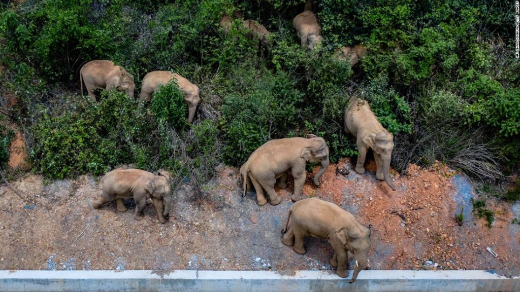 Elefantenherde überfliegt 500 km Weg der Zerstörung, nachdem sie aus dem chinesischen Naturschutzgebiet entkommen ist
