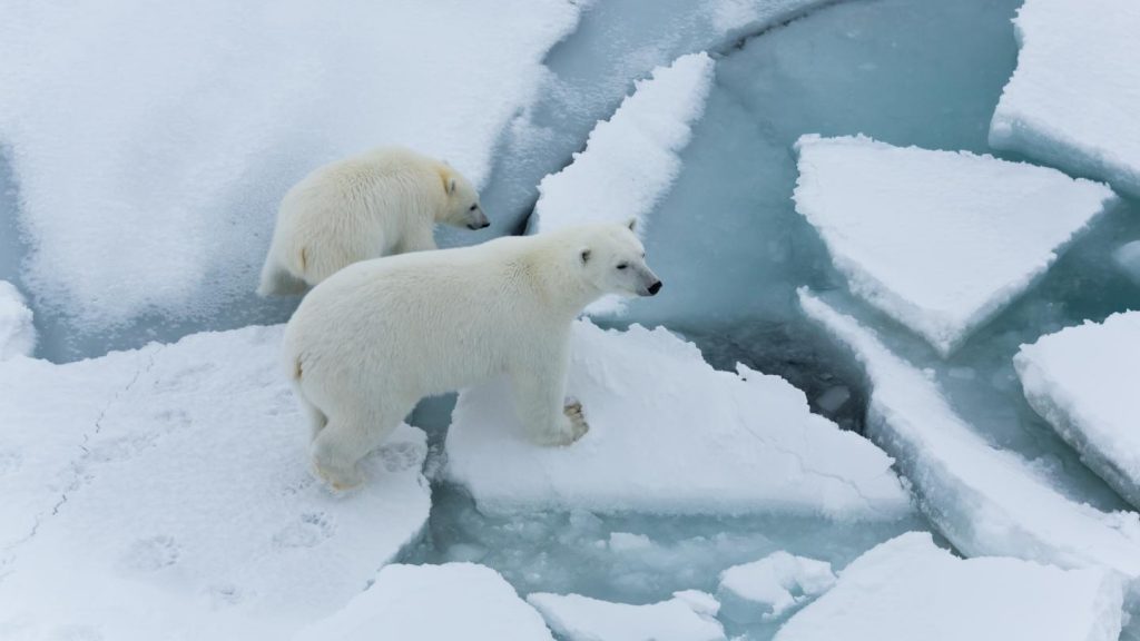 Das arktische Meereis wird schneller dünner als erwartet