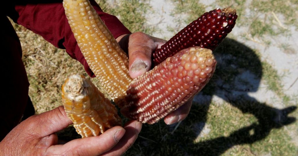 Mexiko blockiert Genehmigungen für GVO-Mais vor dem Verbot, sagt die wichtigste Agrarlobby