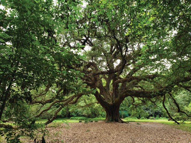 Die Living Oak of Lichgate an der High Road in Tallahassee.