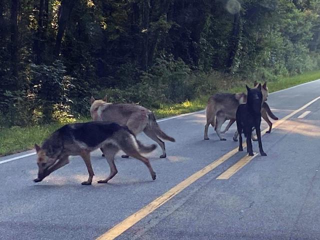 Wolf-Deutsche Schäferhund-Hybriden sind immer noch lose;  Orange County probiert 'neue Ködertechniken' aus :: WRAL.com