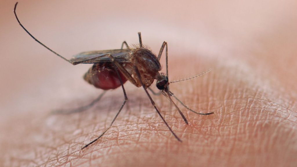 Malaria is common contracted through mosquito bites