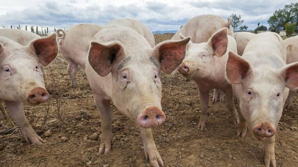 Afrikanische Schweinepest in Deutschland weckt Ansteckungsängste bei neuseeländischen Herden