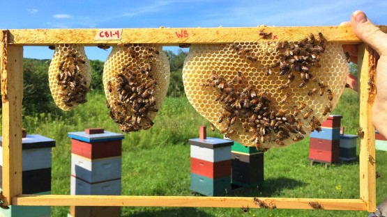 Ingenieure können von Bienen für optimale Wabendesigns lernen