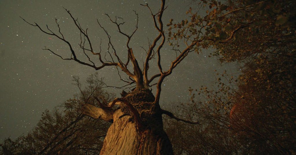 "The Hidden Life of Trees" erweckt die komplexe Welt des Waldes zum Leben