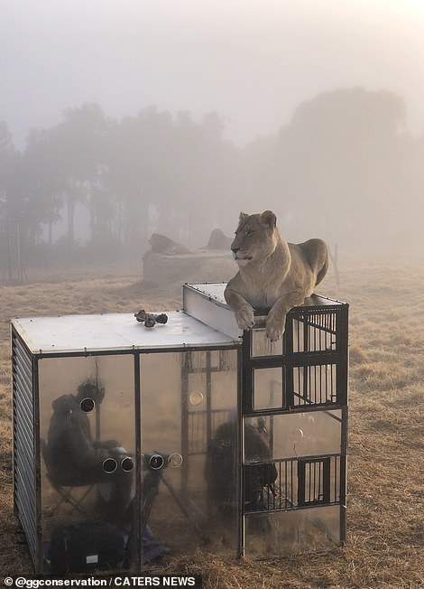 Sanctuary rettet Löwen aus geschlossenem Zoo im Nahen Osten