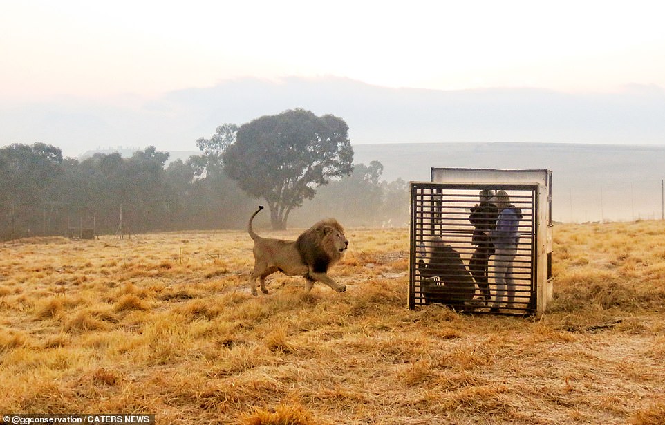 Das GG Lion Sanctuary in Harrismith, Südafrika, ermöglicht es Besuchern, in einem Fotokäfig zu stehen, um die atemberaubenden afrikanischen Löwen auf sichere und humane Weise zu sehen