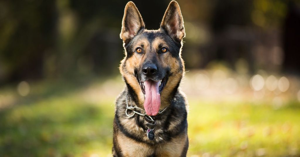 Stimmen Sie für Deutsche Schäferhunde, um die Führung bei Großbritanniens beliebtesten Hunderassen-Wettbewerb zu übernehmen