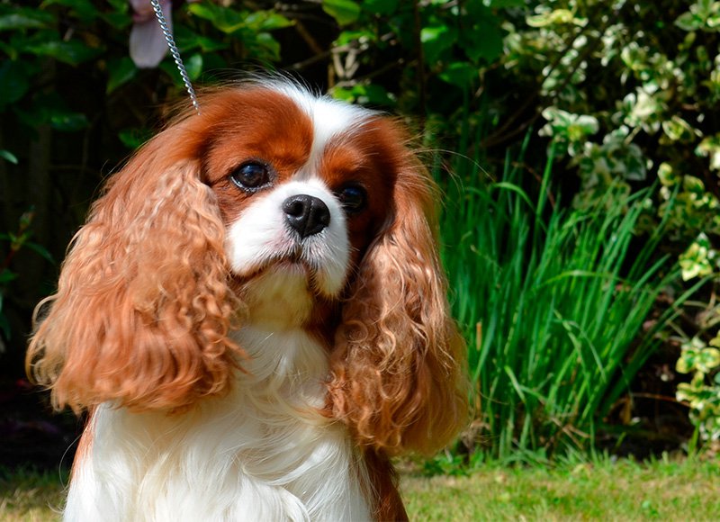 Die Cavalier King Charles Spaniels sind aufgrund der intensiven Zucht anfälliger für genetische Krankheiten als andere Hunde