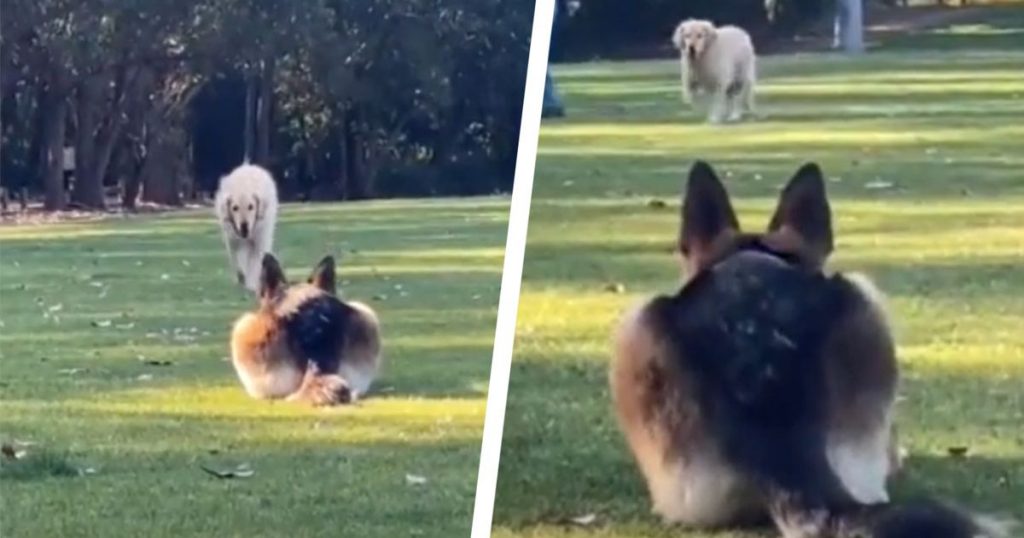 Die Reaktion des Deutschen Schäferhundes, seinen besten Freund zu sehen, ist ebenso lustig wie herzerwärmend