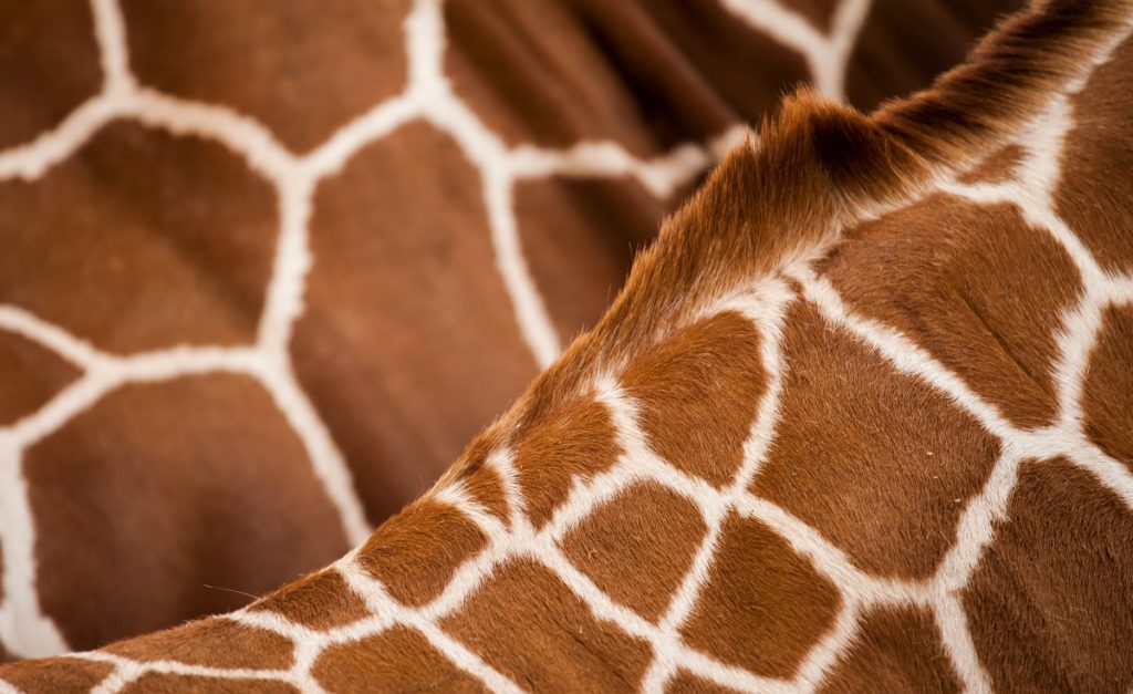 Namibia: Giraffen mit GPS-Technologie ausgestattet